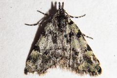 Dichromodes gypsotis