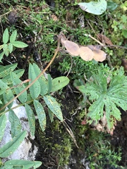 Hedysarum hedysaroides