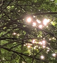 Rhipidura fuliginosa placabilis