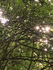 Rhipidura fuliginosa placabilis