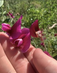 Lathyrus tingitanus