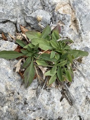 Centaurea cuspidata