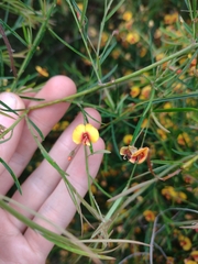 Bossiaea