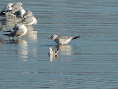 Hydrocoloeus minutus