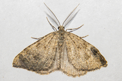 Helastia corcularia