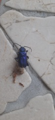 Callidium violaceum