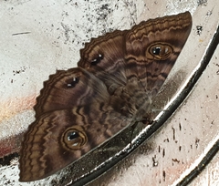 Speiredonia spectans