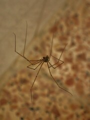Pholcus phalangioides