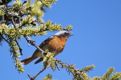 Phoenicurus erythronotus