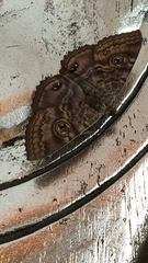 Speiredonia spectans
