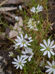 Stellaria pungens