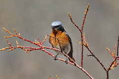 Phoenicurus erythronotus