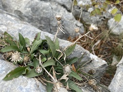 Centaurea cuspidata