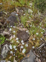 Stellaria pungens