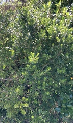Melicytus orarius
