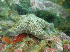 Pentagonaster pulchellus