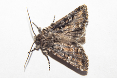 Ichneutica lithias