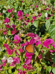 Danaus