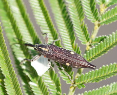 Rhinotia bidentata