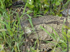 Varanus albigularis albigularis