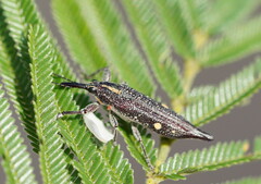 Rhinotia bidentata