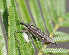Rhinotia bidentata