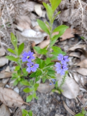 Goodeniaceae