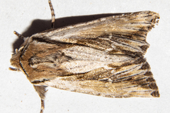Ichneutica paracausta