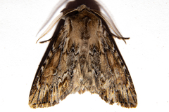 Ichneutica paracausta