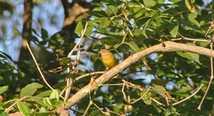 Oporornis agilis