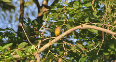 Oporornis agilis