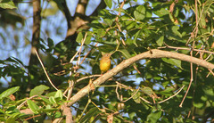 Oporornis agilis