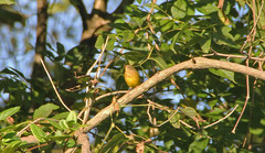 Oporornis agilis