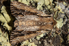 Ichneutica paracausta