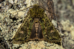 Ichneutica plena