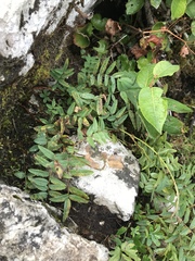 Hedysarum hedysaroides