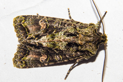Ichneutica plena
