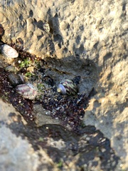 Steromphala umbilicalis