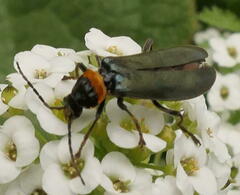 Chauliognathus lugubris