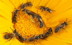 Chilalictus