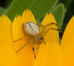 Australomisidia pilula