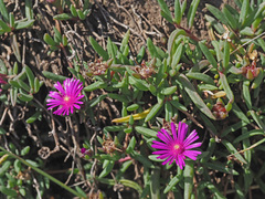 Delosperma lavisiae