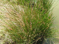 Eleocharis dulcis