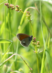 Coenonympha glycerion