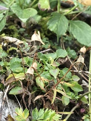 Campanula cochleariifolia