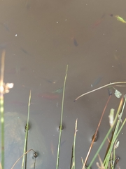 Poecilia reticulata