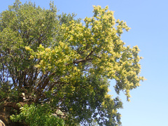 Searsia pyroides