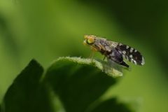 Spathulina acroleuca