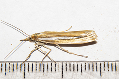 Orocrambus