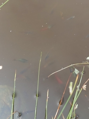 Poecilia reticulata